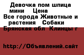 Девочка пом шпица мини  › Цена ­ 30 000 - Все города Животные и растения » Собаки   . Брянская обл.,Клинцы г.